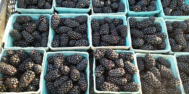 Olathe farmers market 