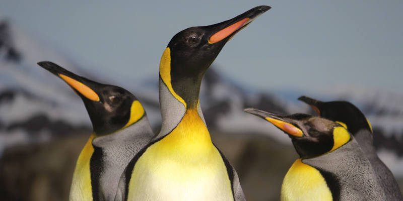 Helzberg Penguin Plaza | KC Zoo